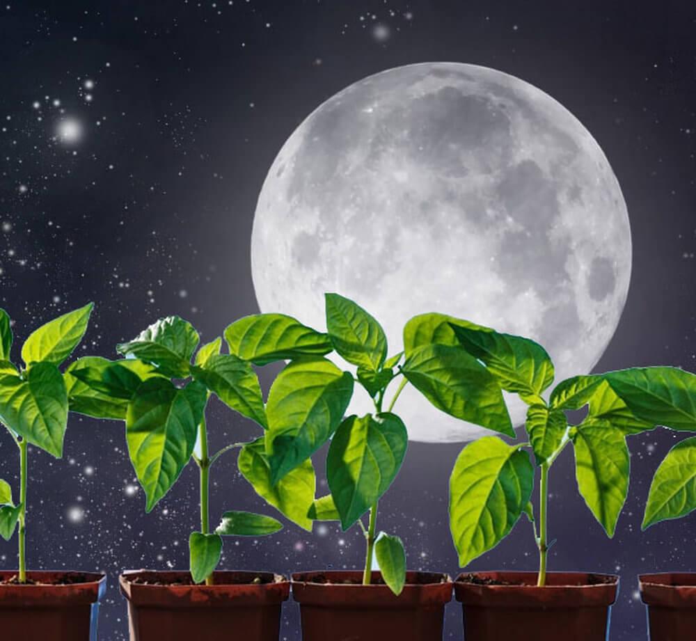 Луна и растения