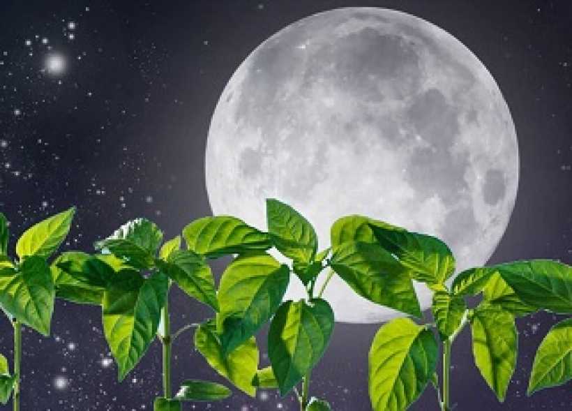 Луна и растения