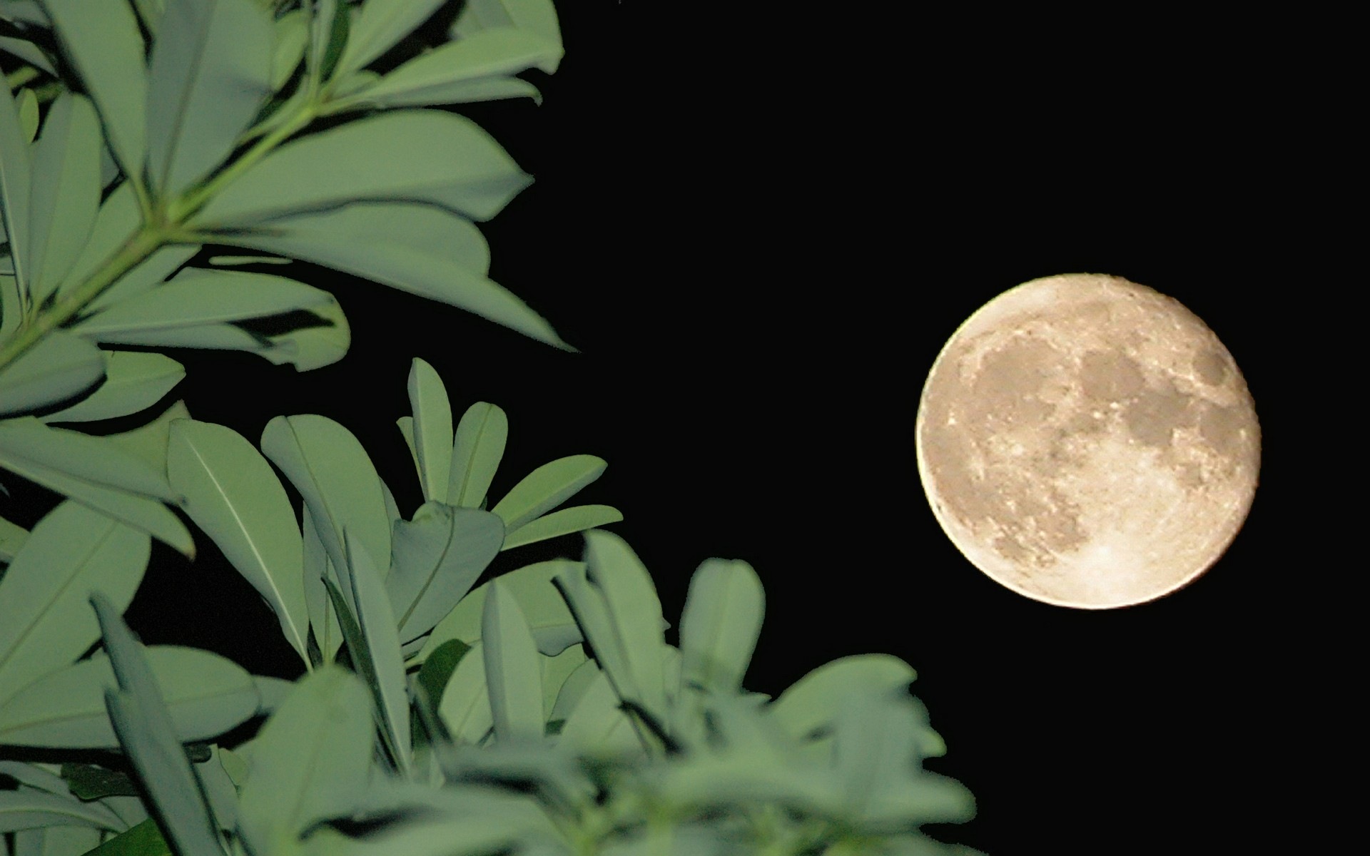 Луна и растения4